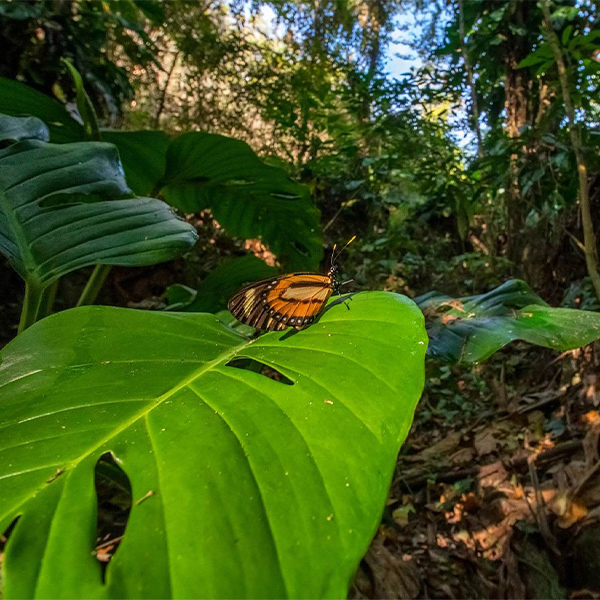 Butterfly on a leaf in the forest