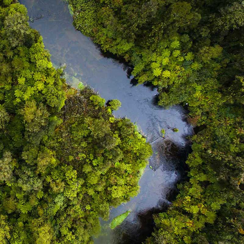 river flowing through a forest