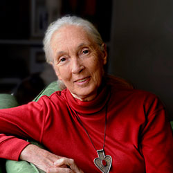 Jane Goodall