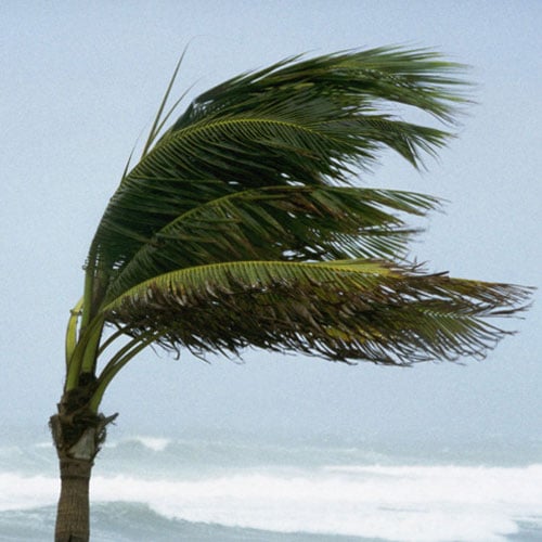palm tree in storm