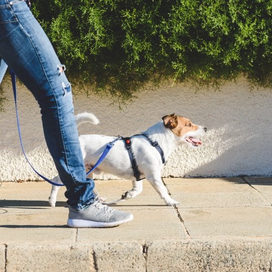 Dog walking beside owner outdoors