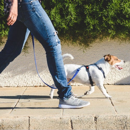 walking dog