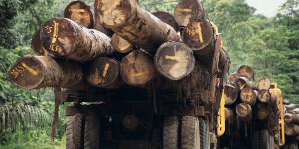 logging trucks