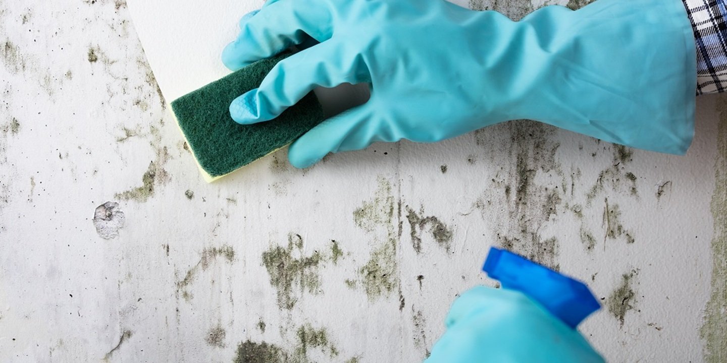 mold update shutterstock_1440 x 720 updated 2025.jpg