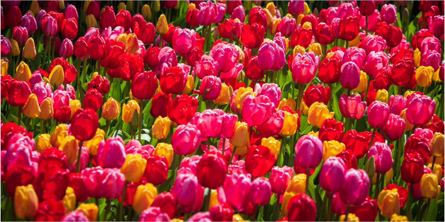 tulips - botanic garden - 1440x720.jpg