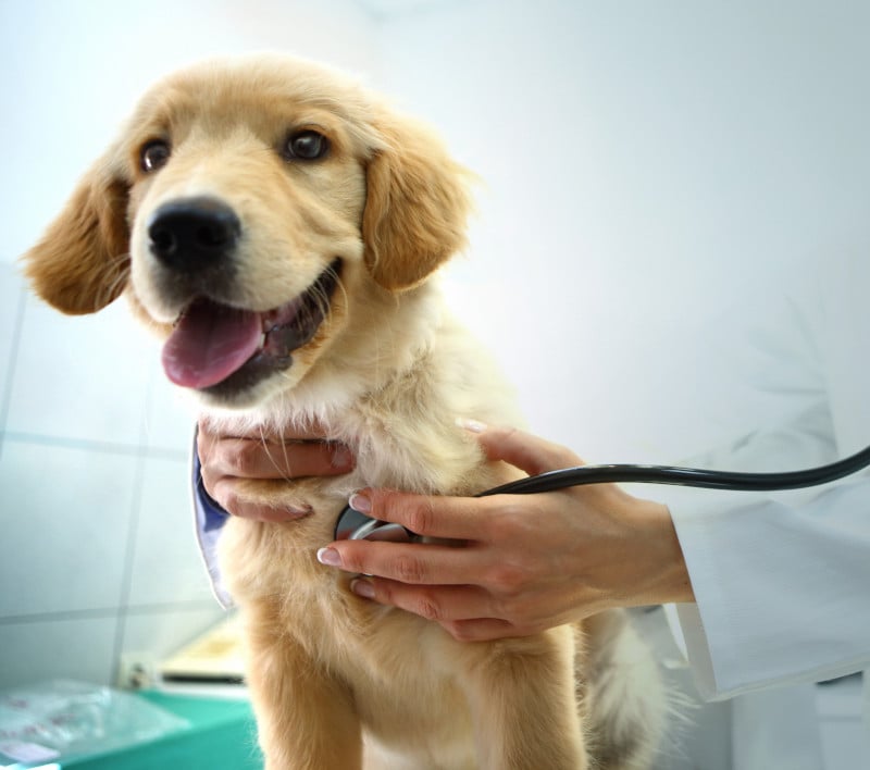 Hund beim Tierarzt