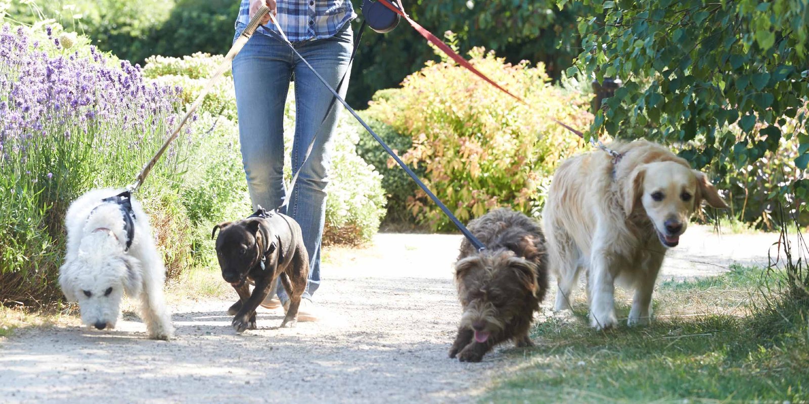 Vier unterschiedliche Hunde werden an der Leine ausgeführt