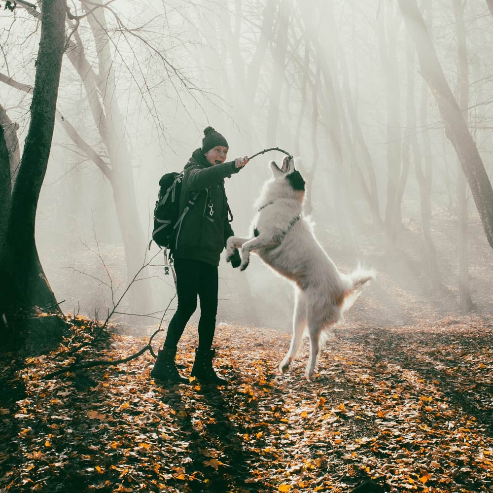 Hund im herbstlichen Wald / Zurich Connect Hundehaftpflichtversicherung