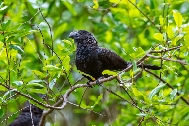 Bird in the woods