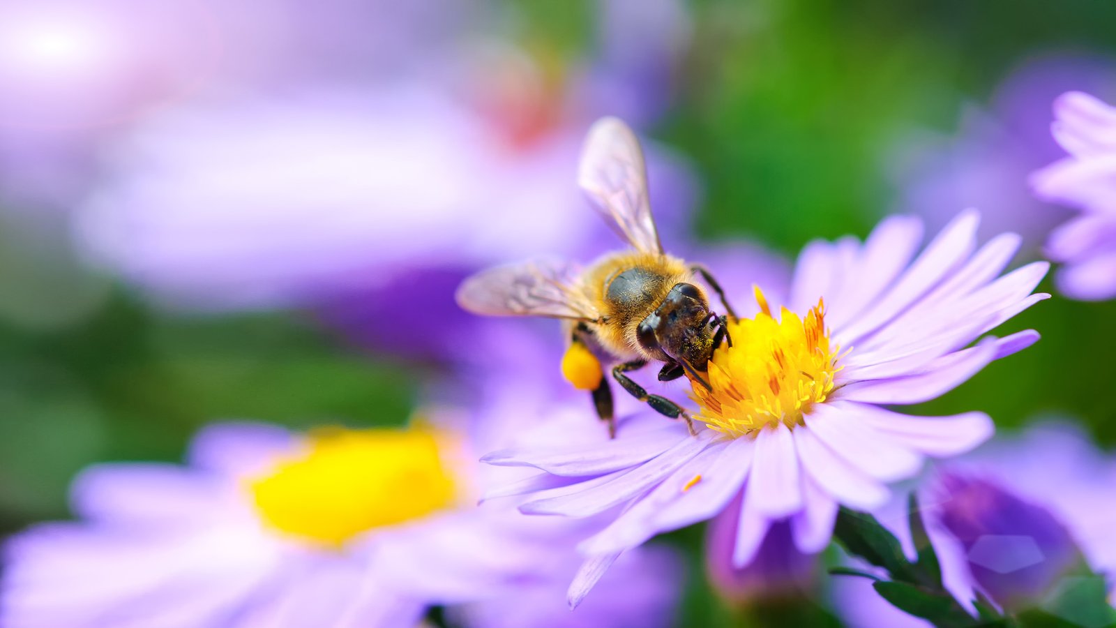 insekten