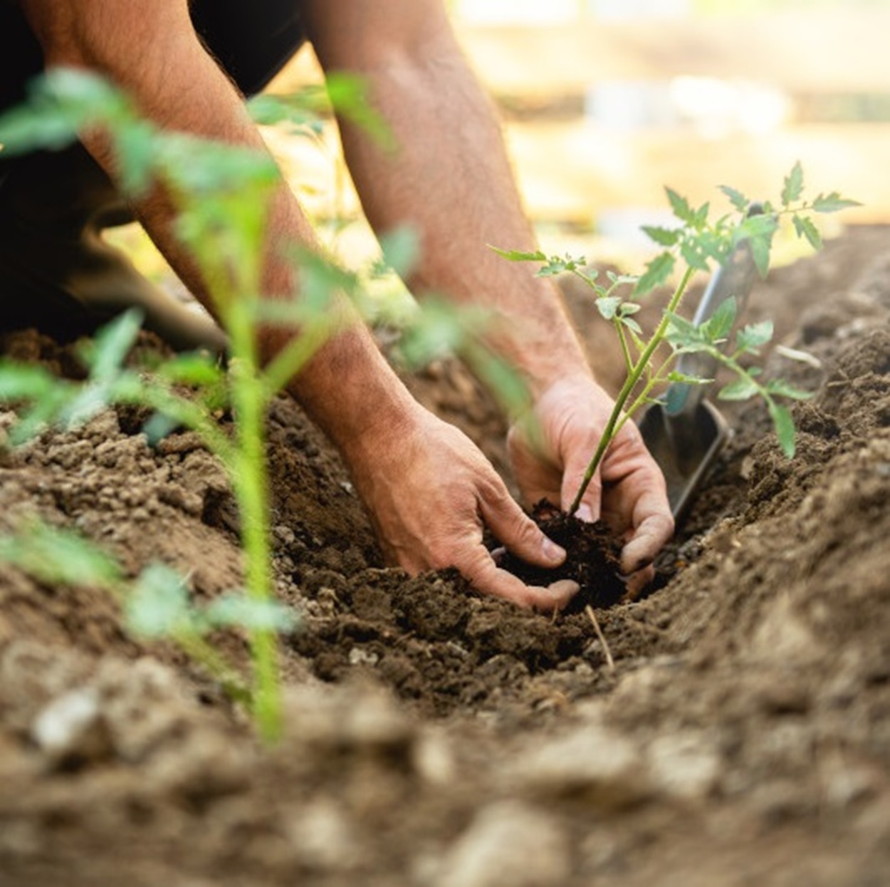 Farmer planting tomatoes