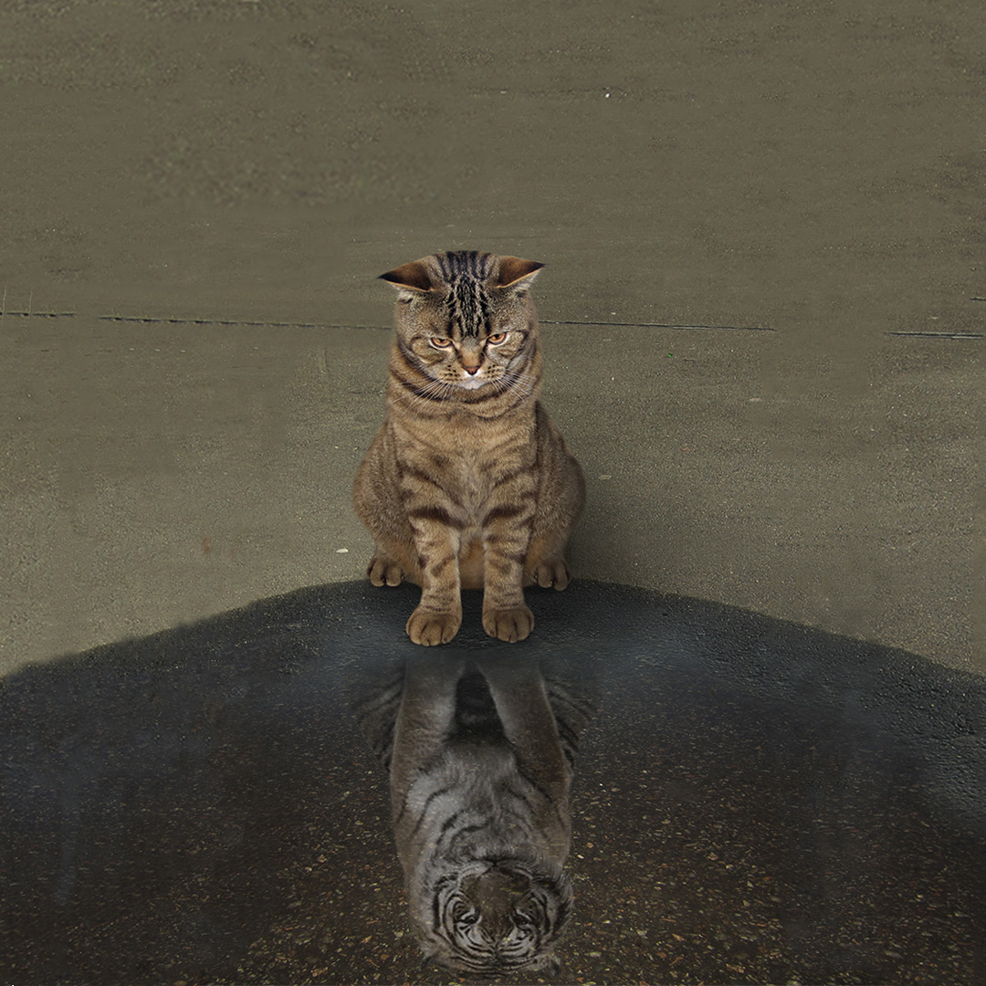 Weltfrauentag_Tiger_Katze