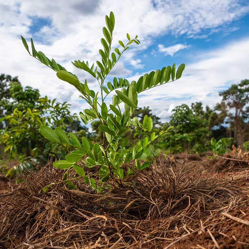 Growing Tree