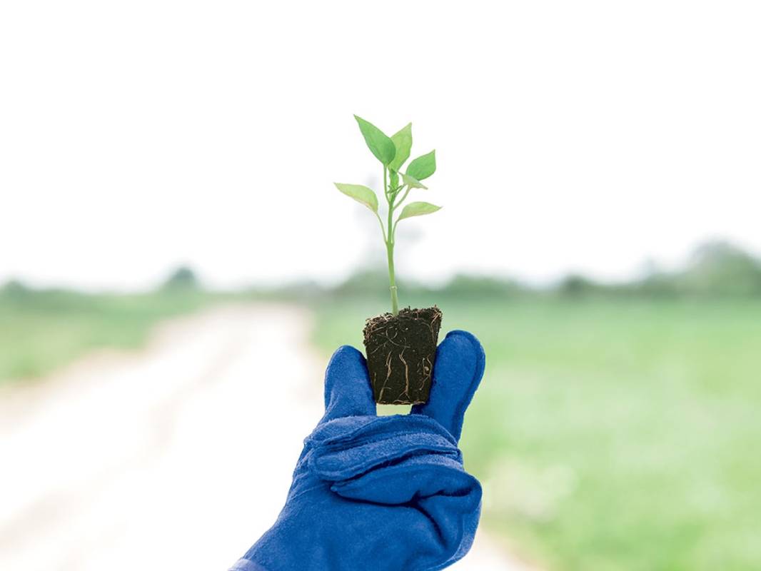 hand holding young plant