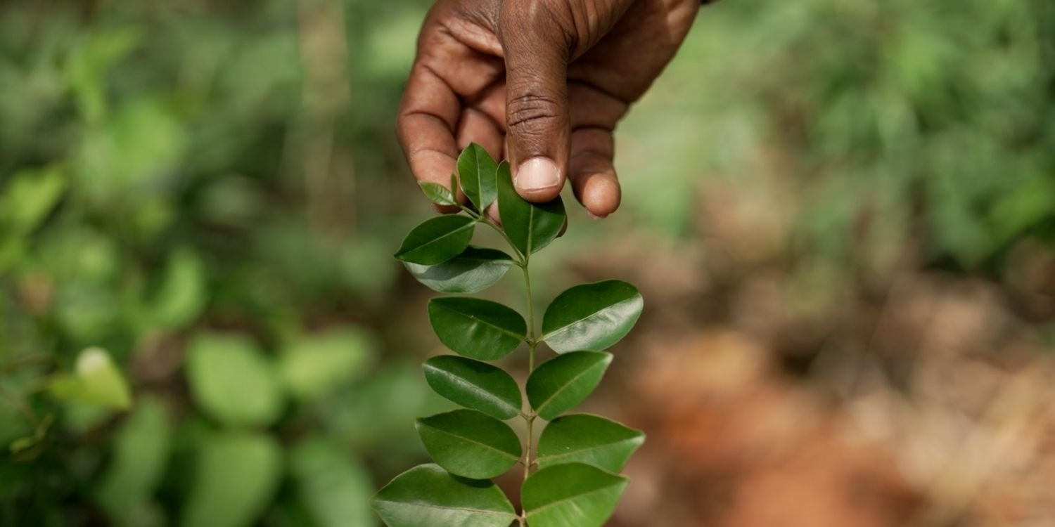 Reforestation