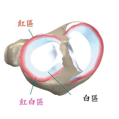 半月板結構示意圖2