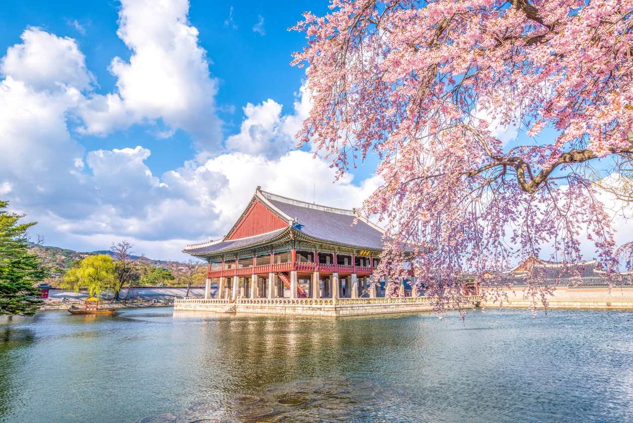 Korean Cherry Blossom