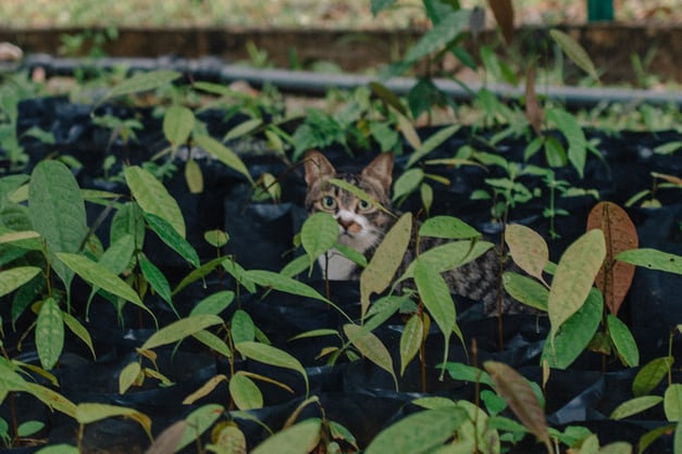 image_article_2022_Zurich Cares_a_conversation_with_dr_dzaeman_cat