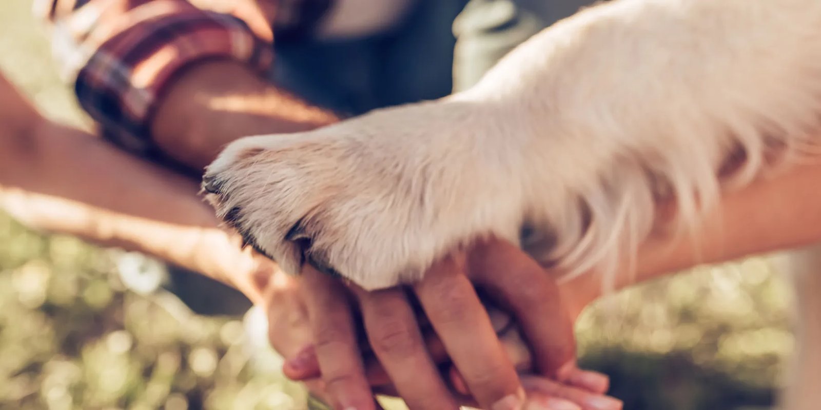 ¿Cómo cuidar correctamente a tu mascota?