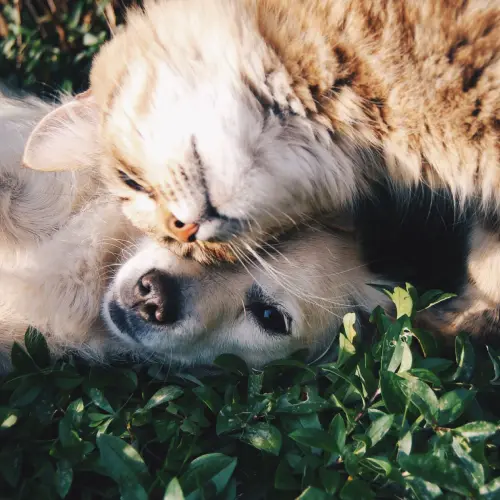 Cuida a tu mascota, asegura una excelente vida