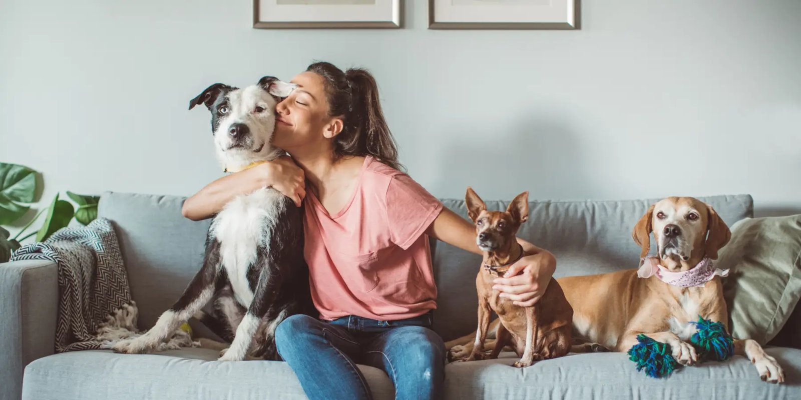 Consejos esenciales para introducir una nueva mascota en tu hogar 