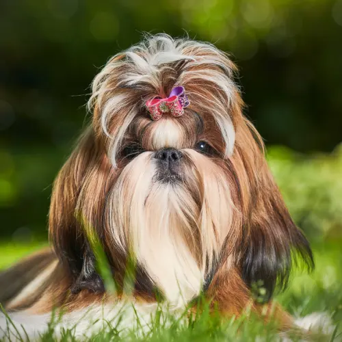 Shih Tzu