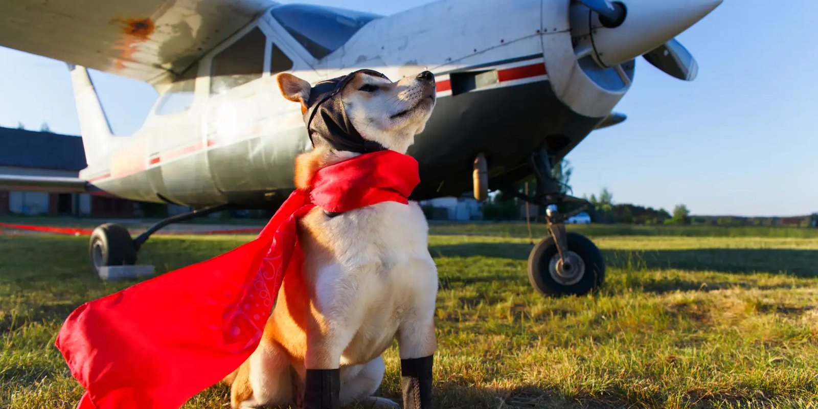 Cómo viajar por avión cuidando de tu mascota
