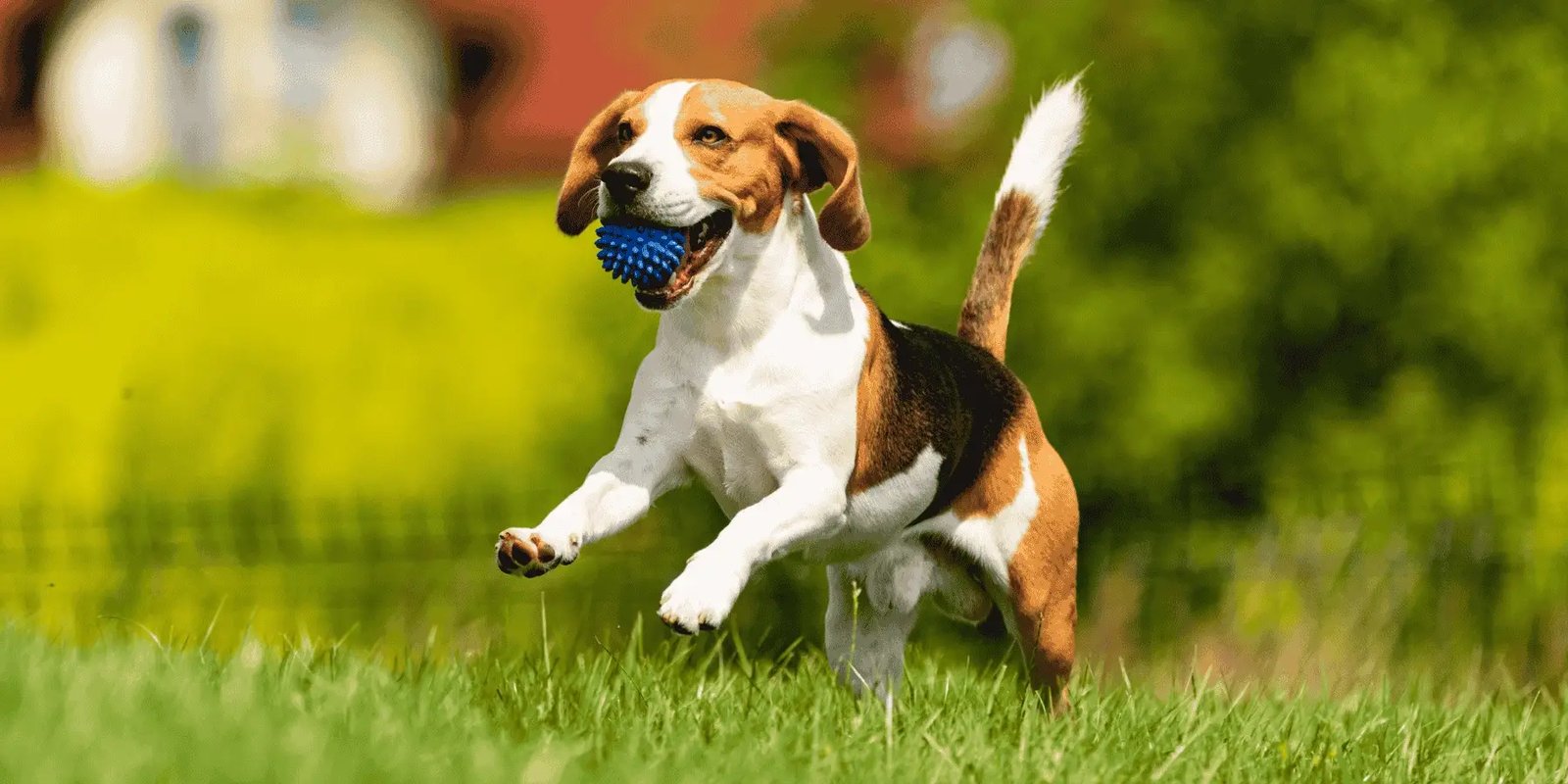 5 razas de perro más únicas que existen en todo el mundo