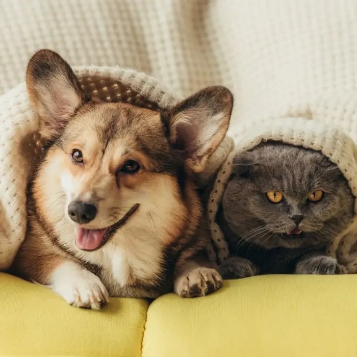 Mascotas