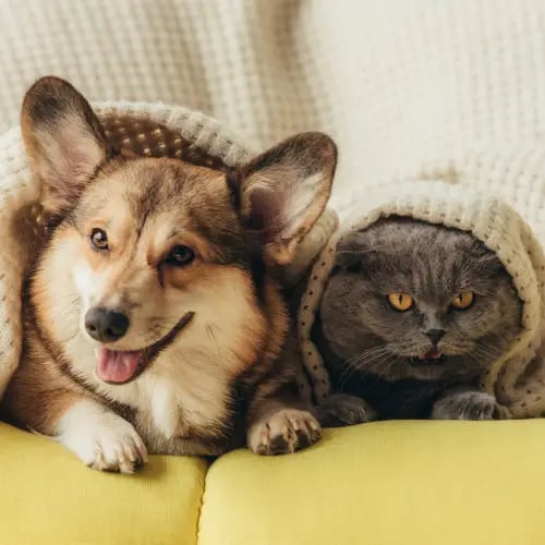 Asistencia para mascotas