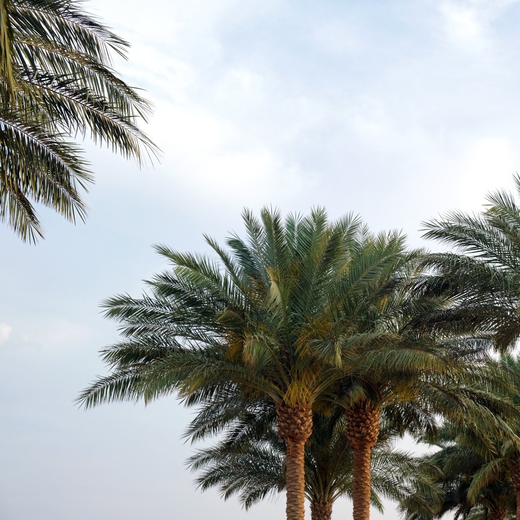 coconut trees