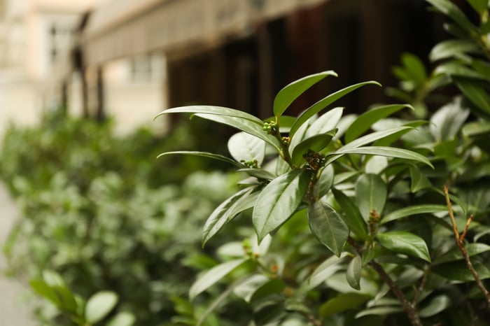 green plant