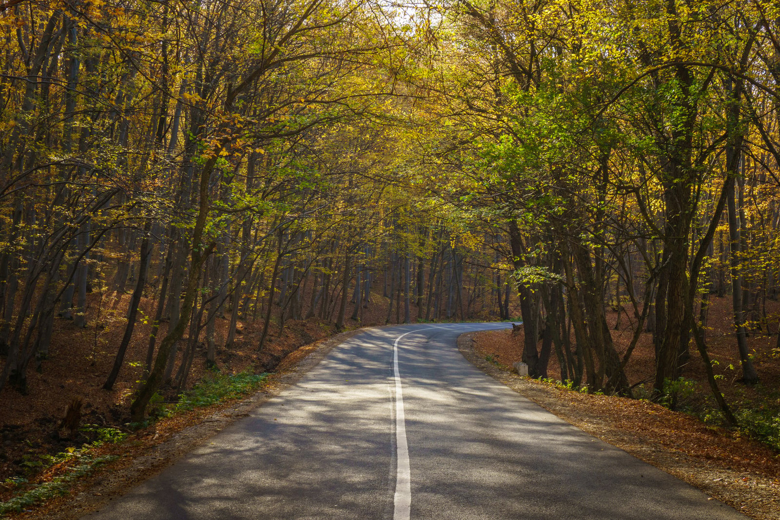 A road in the woods