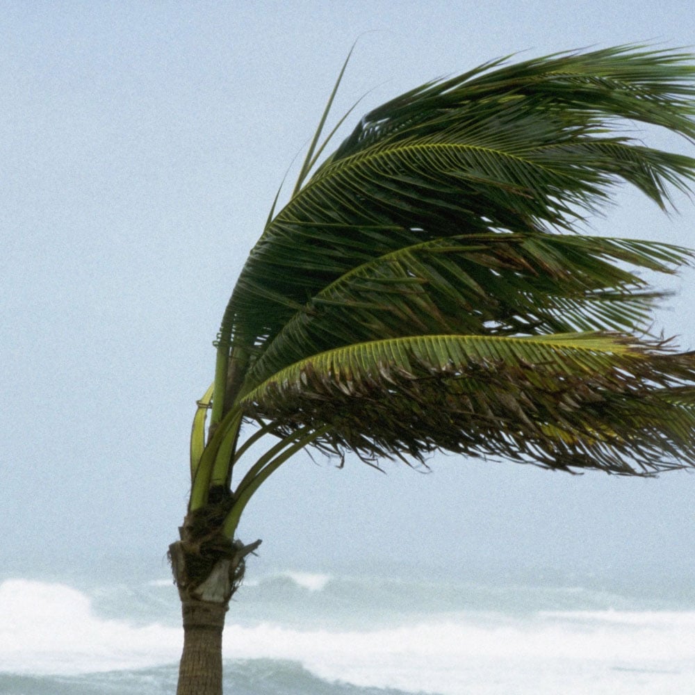 Imagem de árvore sob ventos fortes