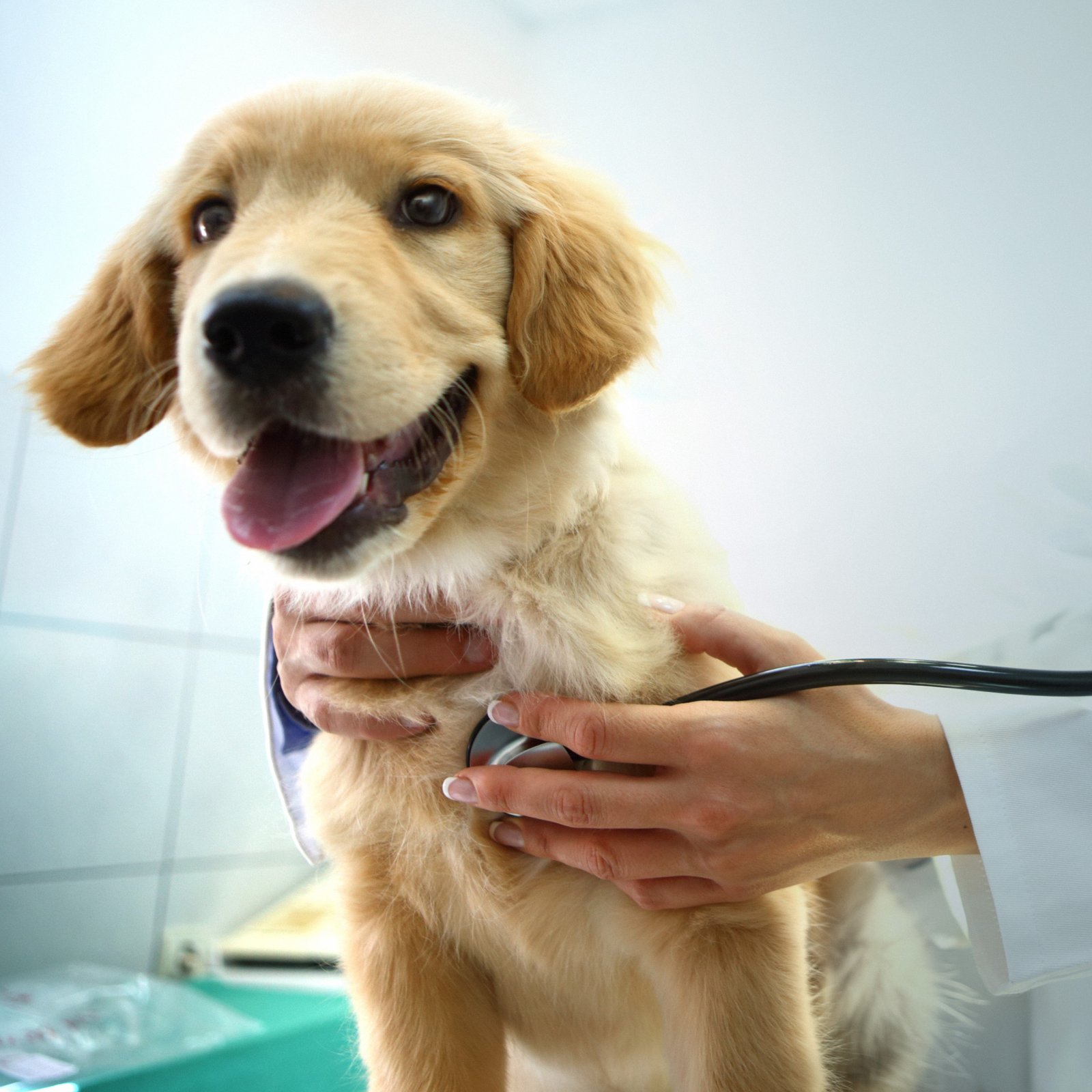 Cachorro no veterinário