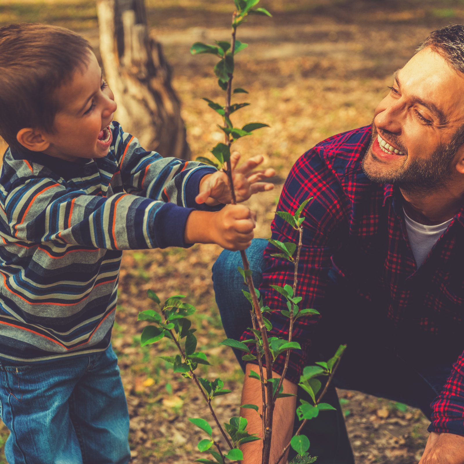 Pai e filho a plantar uma árvore