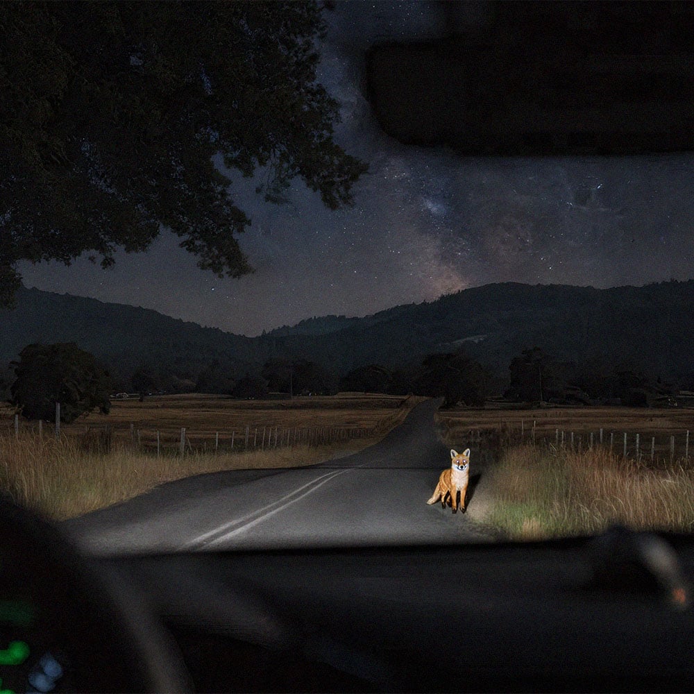 Imagem de raposa na berma da estrada