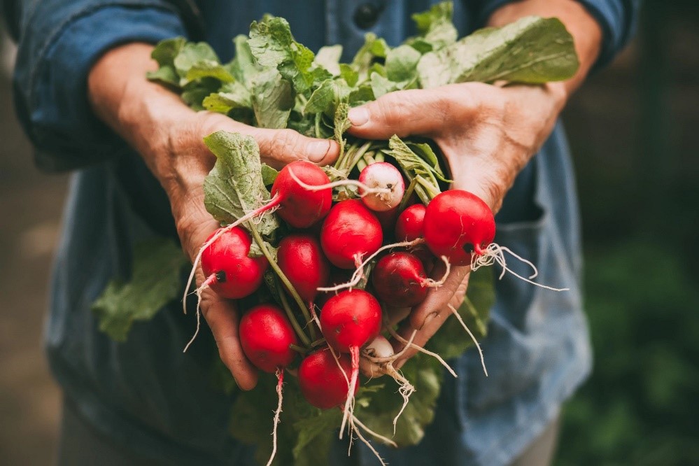 10 conselhos para uma alimentao saudvel