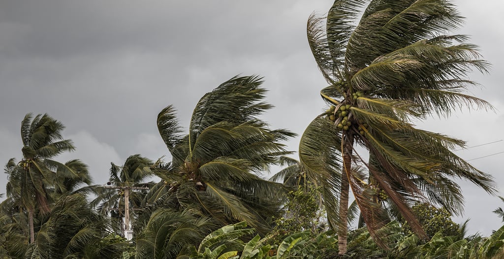 Palm trees in storm strong winds