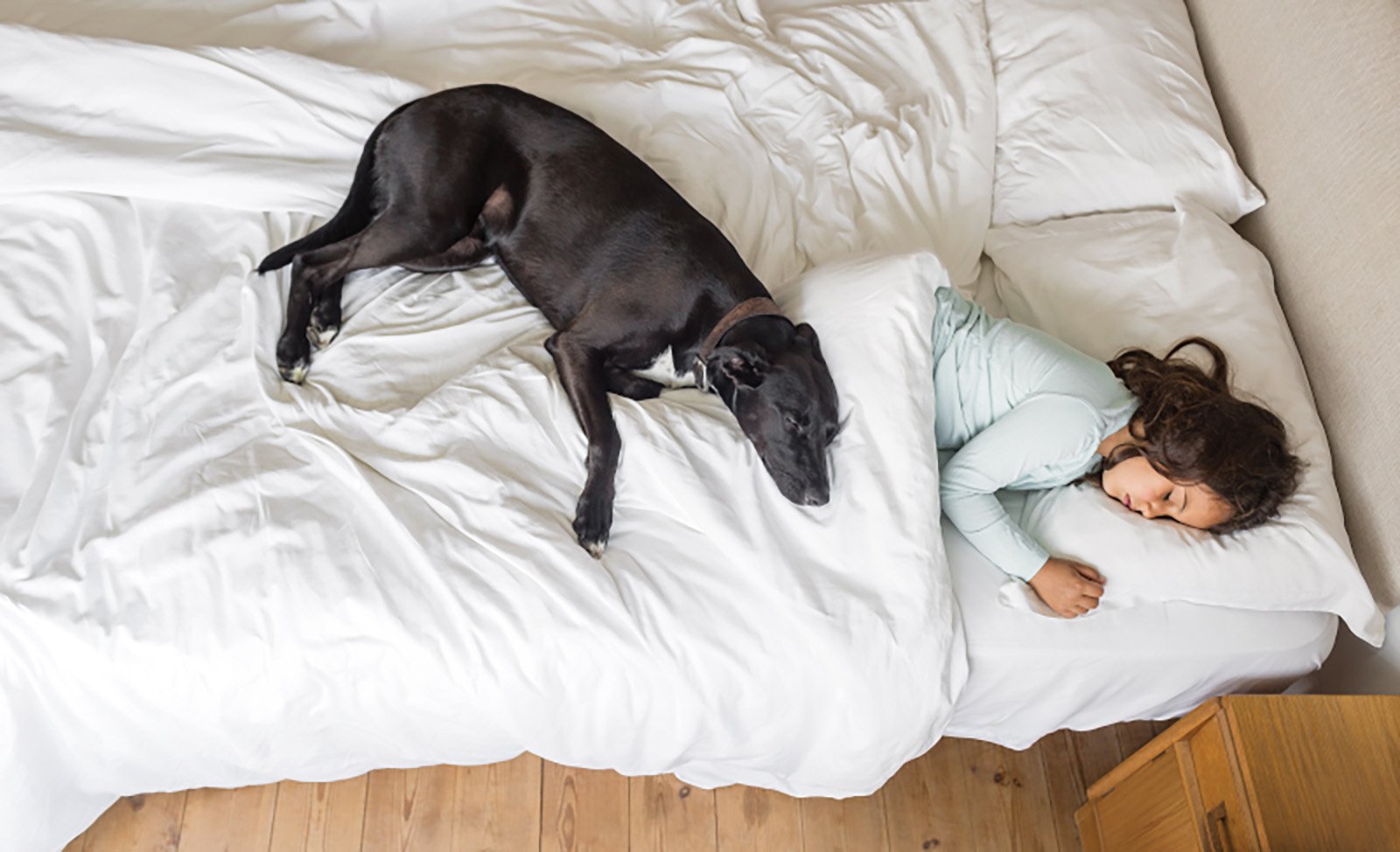 Ein großer schwarzer Hund liegt im Bett in dem eine Frau schläft