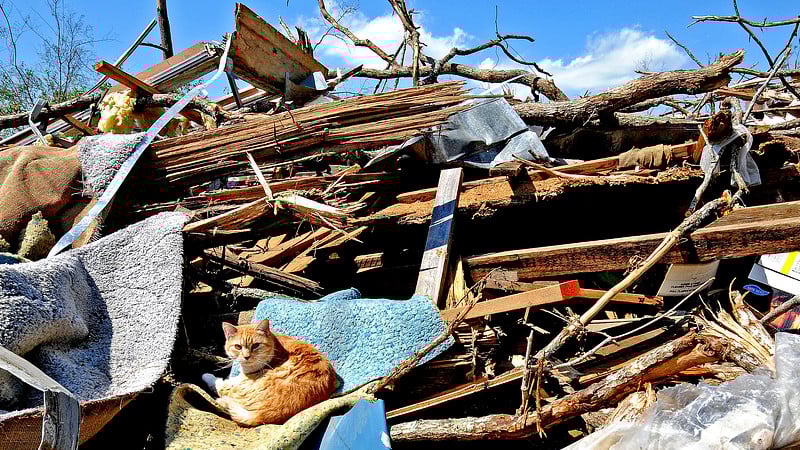 Eine Katze schläft auf den Trümmerhaufen eines zerstörten Hauses